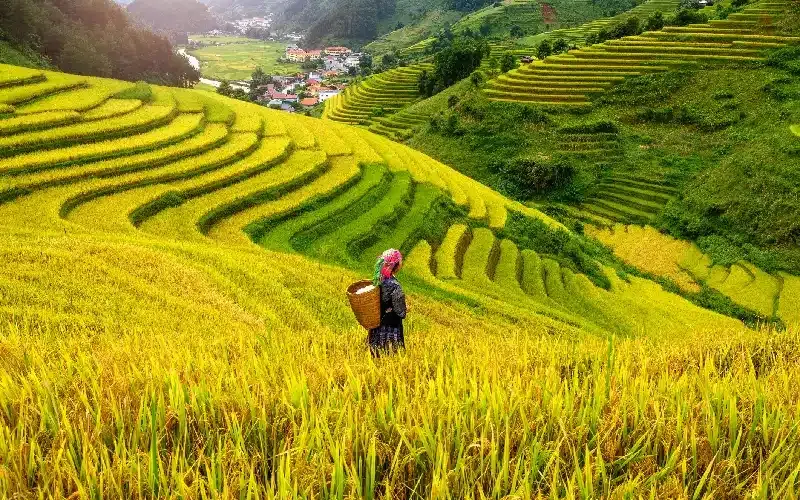 Mu Cang Chai: Nord Vietnam