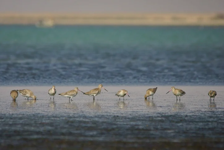 Barr Al Hikman | Barr Al hikman Oman | Barr Al Hikman Islands