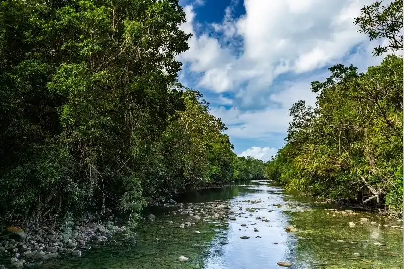 Fluss im Daintree-Regenwald
