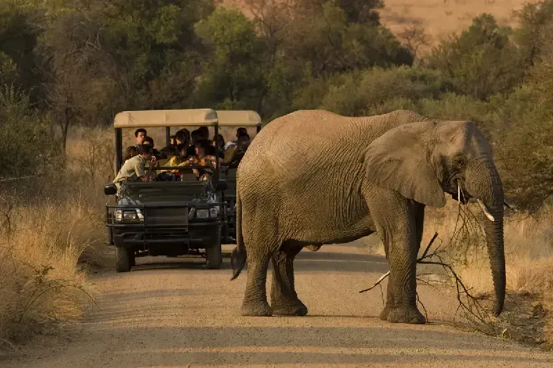 People on a safari viewing an elephant in Pilanesberg Park