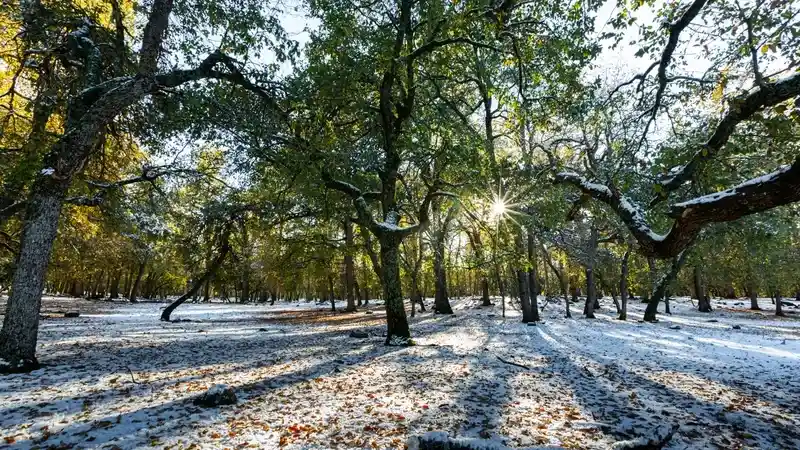 floresta-de-carvalhos-cobertos-de-neve-em-ifrane