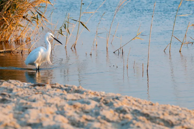 Egret in Egypt's lake Qarun, Fayoum Egypt
