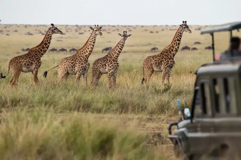 Giraffenherde in der Savanne