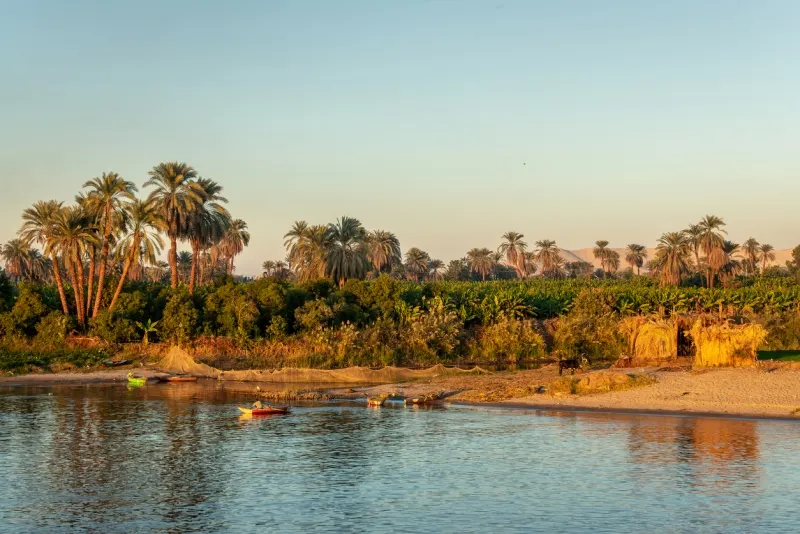 palm trees on the Nile River, Nile Valley