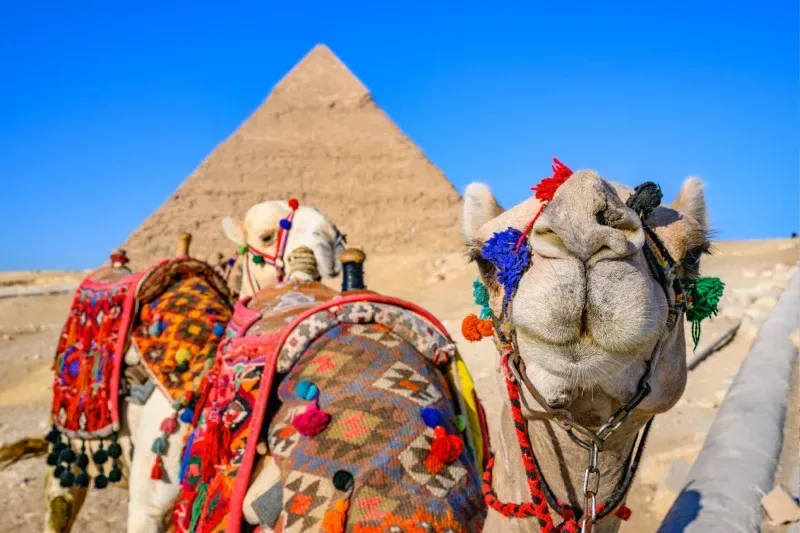 Zwei geschmückte Kamele stehen vor der Chephren-Pyramide auf dem Gizeh-Plateau in Ägypten an einem klaren Tag.