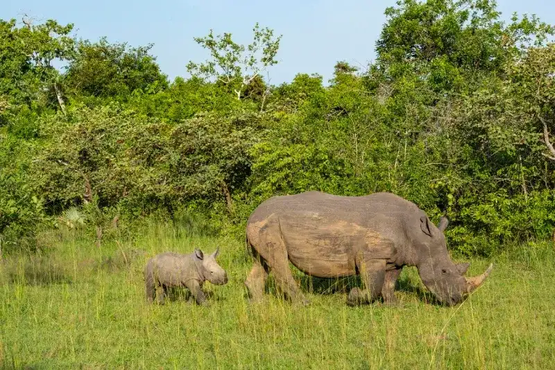 A femlae Southern White rhinoceros with her baby in the Ziwa Rhino Santuary in Uganda