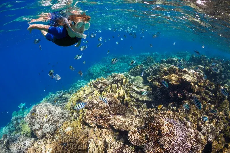 Schnorchler über farbenfrohen Korallenriffen, umgeben von kleinen schwarz-weißen Fischen und Sonnenstrahlen im klaren Wasser.