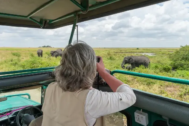 Woman in safari jeep taking picture of elephants in Serengeti national park. 