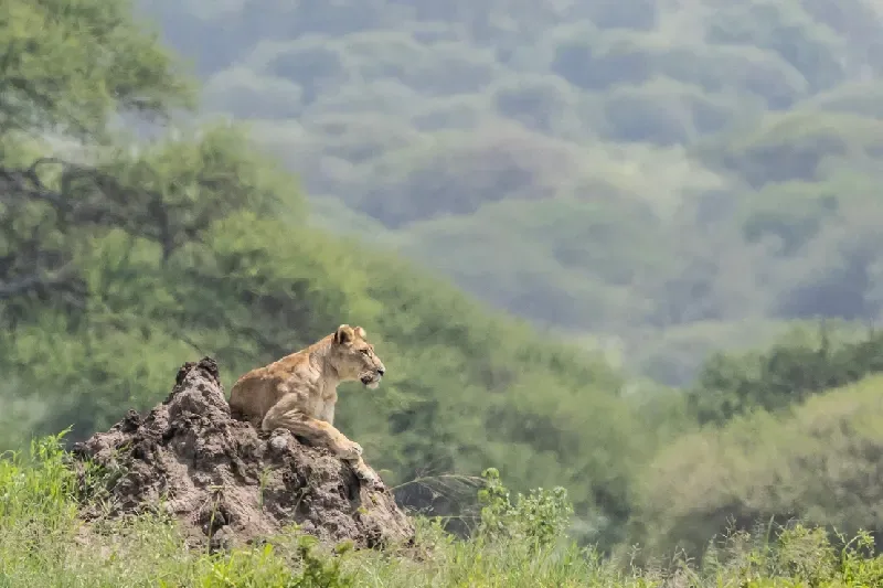 Lioness in Tarangire National Park