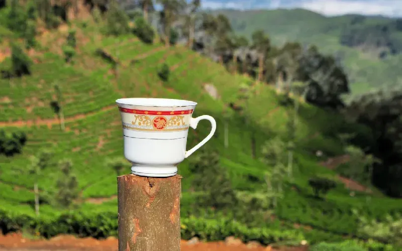 tè Sri Lanka