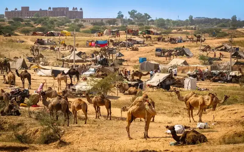 fiera dei cammelli di pushkar