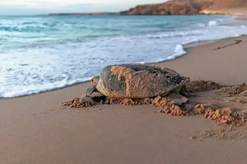 Ras Al Hadd, Ras Al Hadd