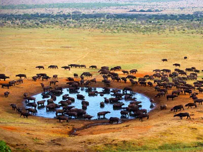 African Safari