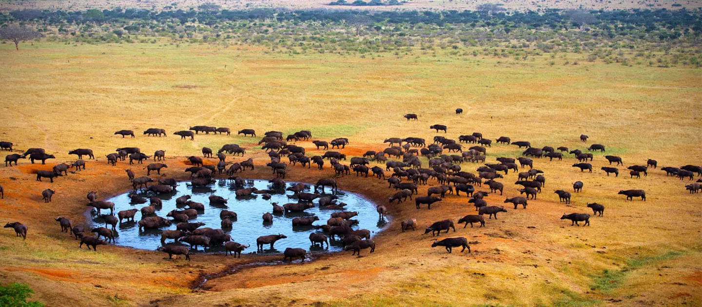 African Safari