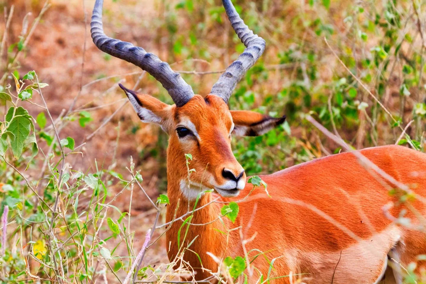  Mgahinga National Park 