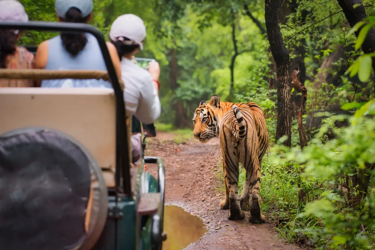 Parque Nacional de Ranthambore: Segredos Para Ver Tigres de Bengala em 2025