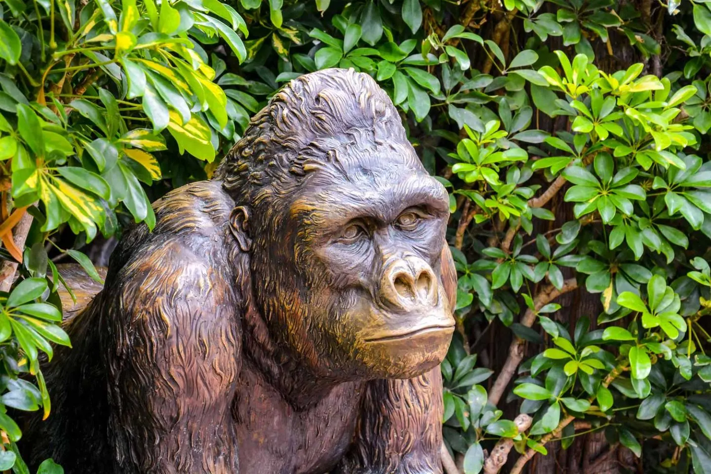 Gorilla Statue Information
