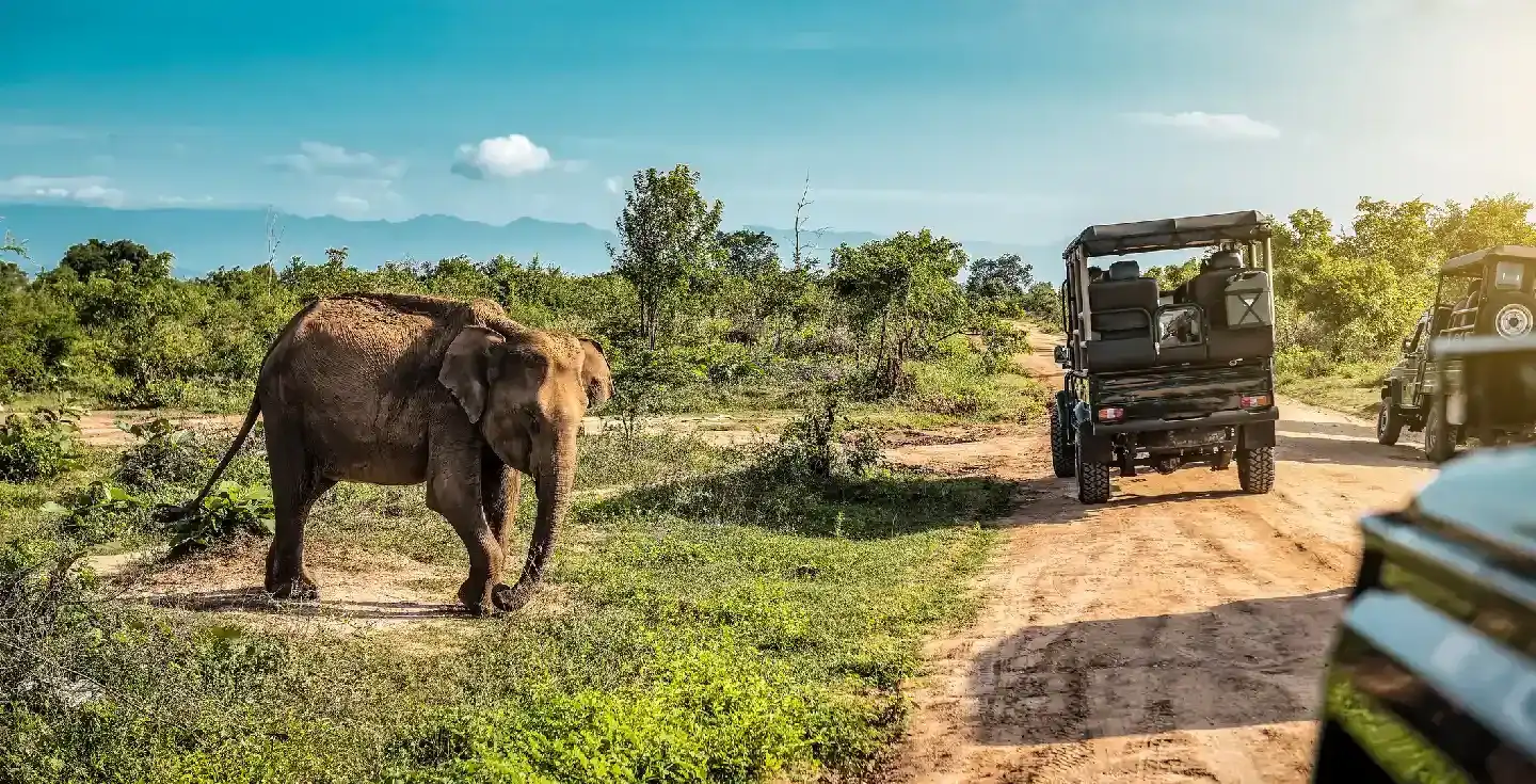 Elefante en un safari turístico. Udawalawe, Sri Lanka.