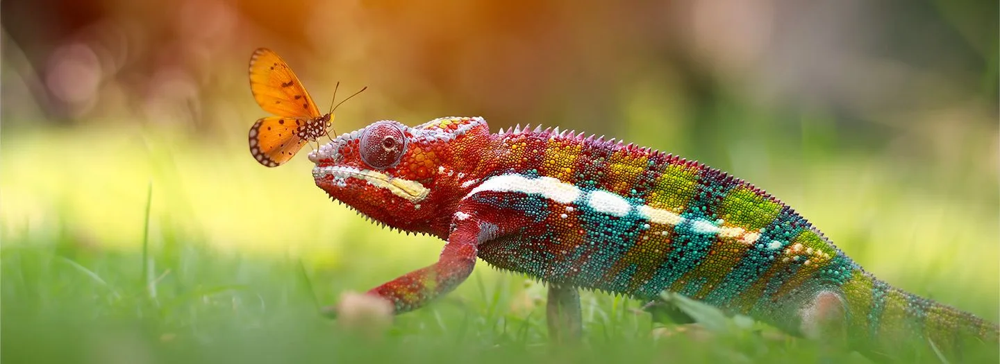 Country Animals | National Animals | Memphis Tours