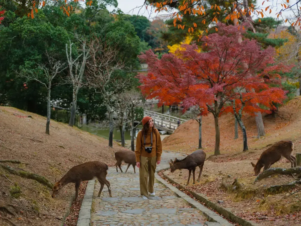 mulher-caminhando-por-um-caminho-de-pedra-no-parque-de-nara-no-japao-cercada-por-cervos-selvagens-e-arvores-com-folhagem-vermelha-e-laranja-de-outono