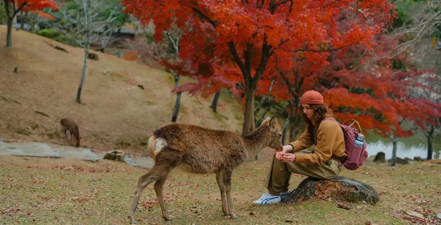 Una mujer serena se encuentra con ciervos sika en un sendero que atraviesa el bosque en Nara, Japón, en otoño.