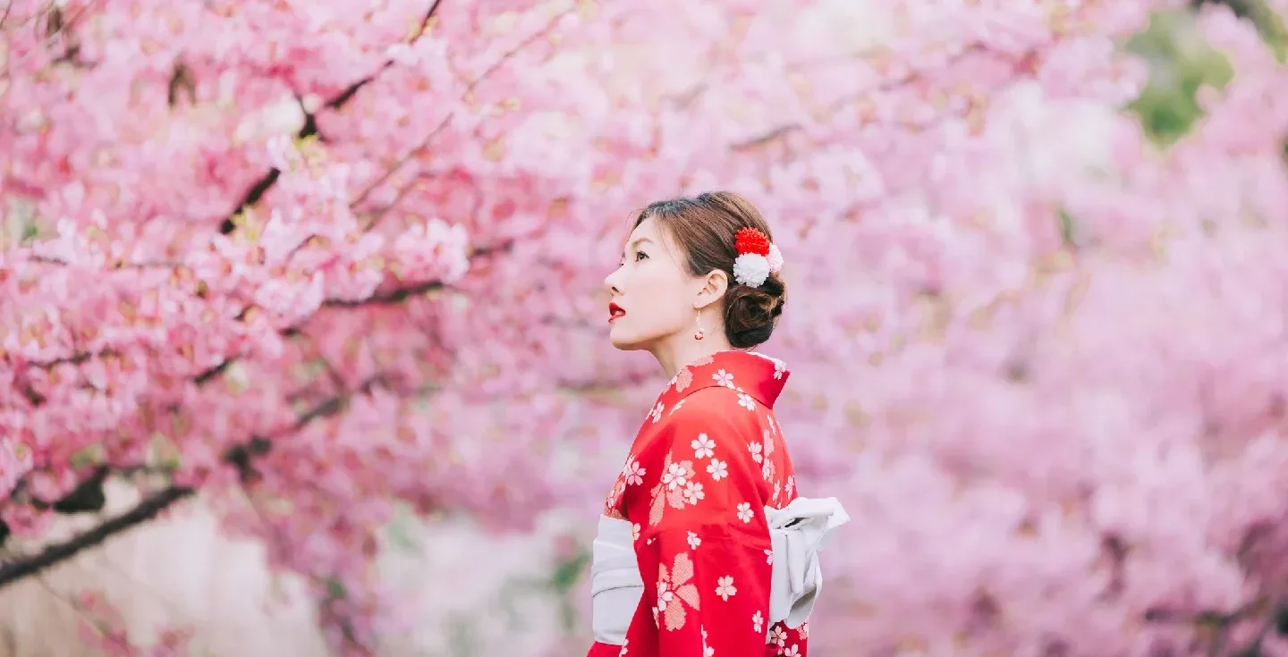 Cerezos en flor en Japón
