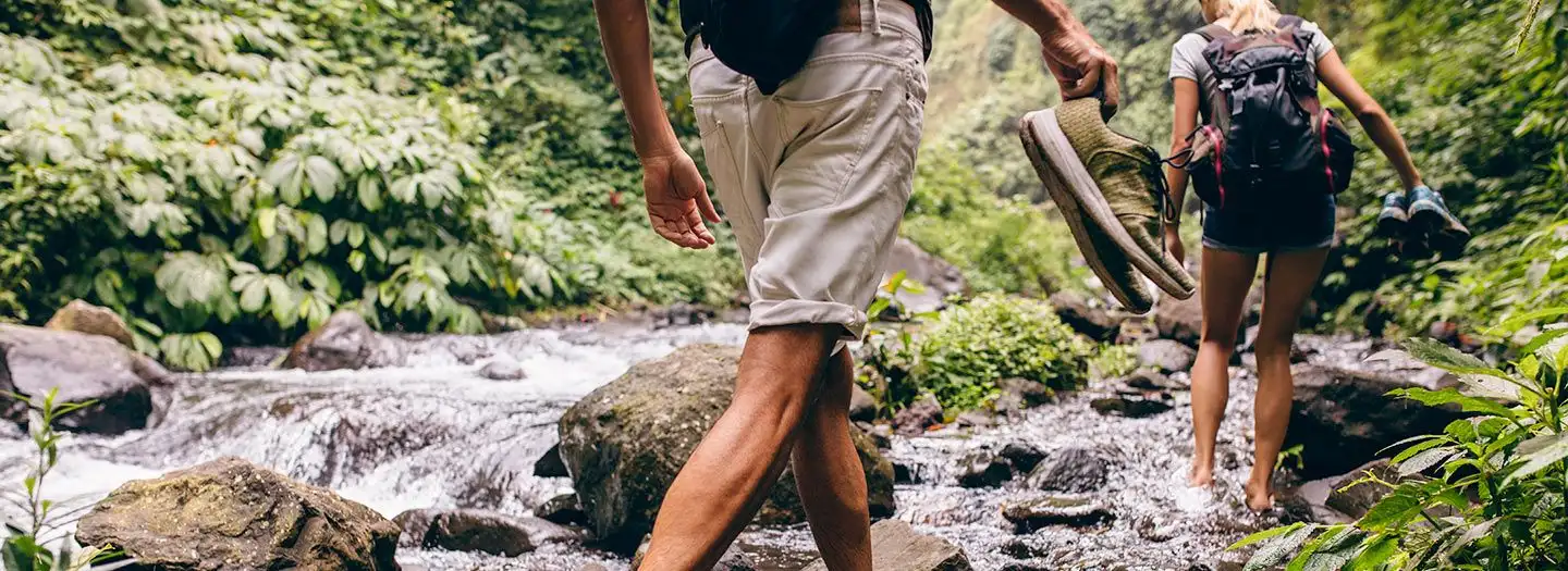 Famous Forests | Largest Forest in the World | Beautiful Forests