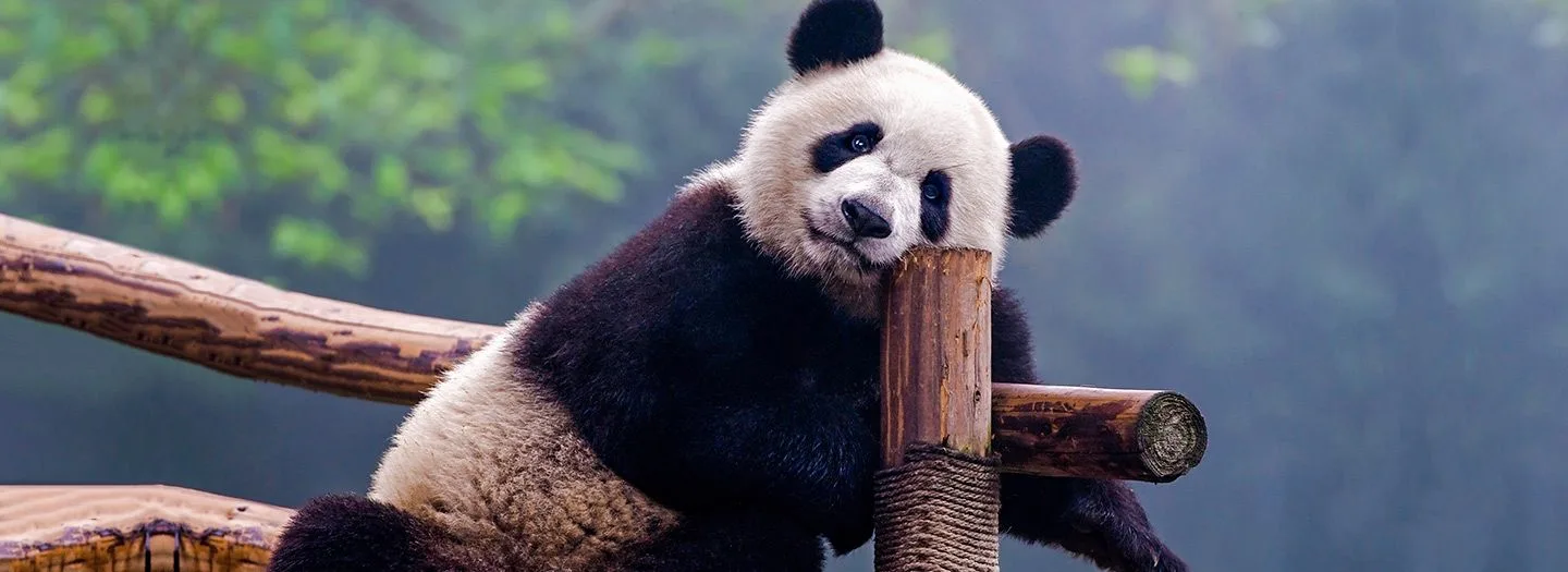 Top 10 amazing vacations for animal lovers