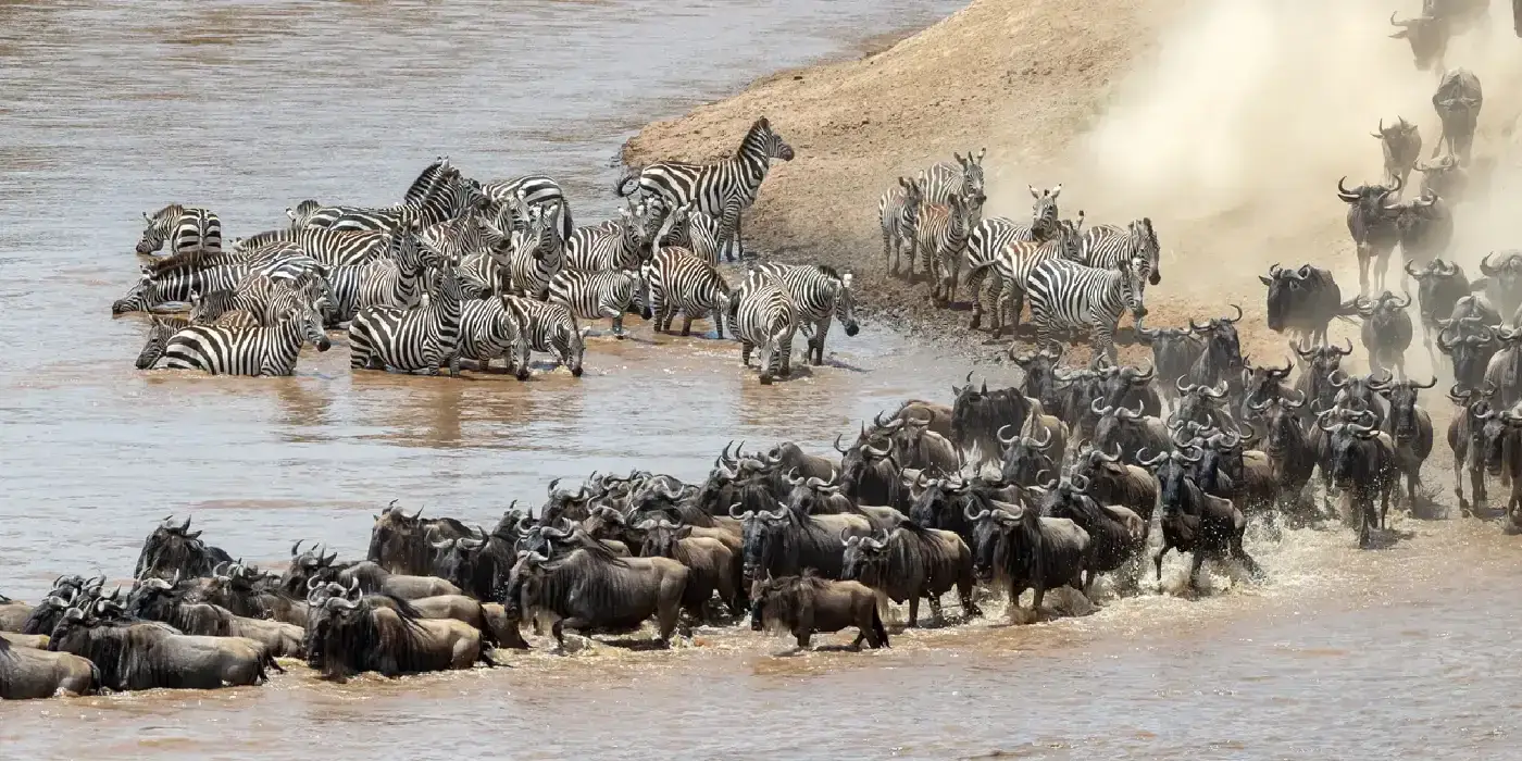 Wildebeest and zebras crossing the Mara River during Kenya’s Great Migration