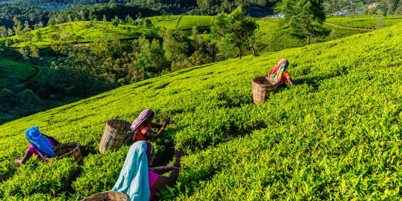 Tea Plantations near Nuwara Eliya, Sri Lanka
