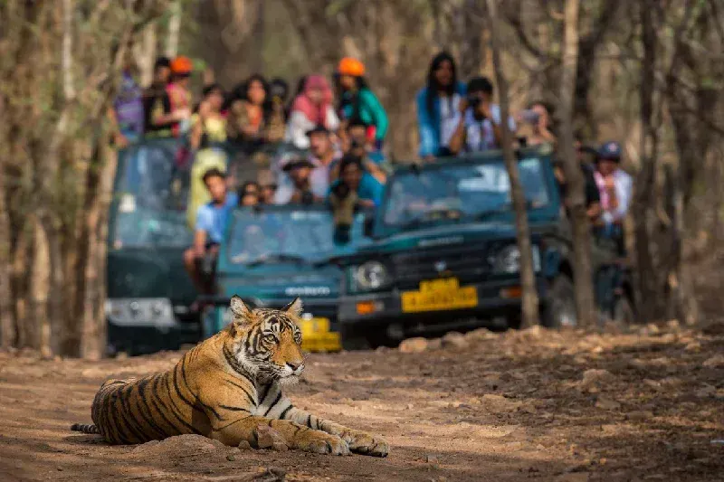 A wild Bengal tiger on a forest road in Ranthambore National Park.