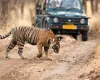 Safári no Parque de Ranthambore, Roteiro Viagem Índia 