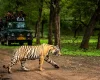 Parco Ranthambore , Tour India