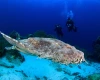 Gli squali Wobbegong Raja Ampat, Indonesia 