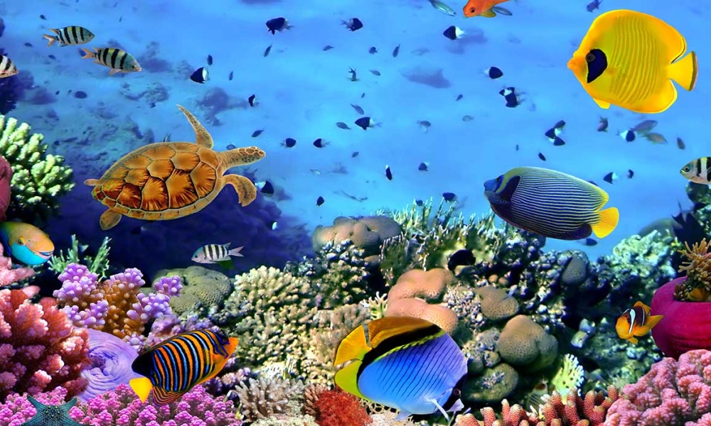 Bunte Unterwasserwelt mit Meeresschildkröte, Fischen und Korallenriff