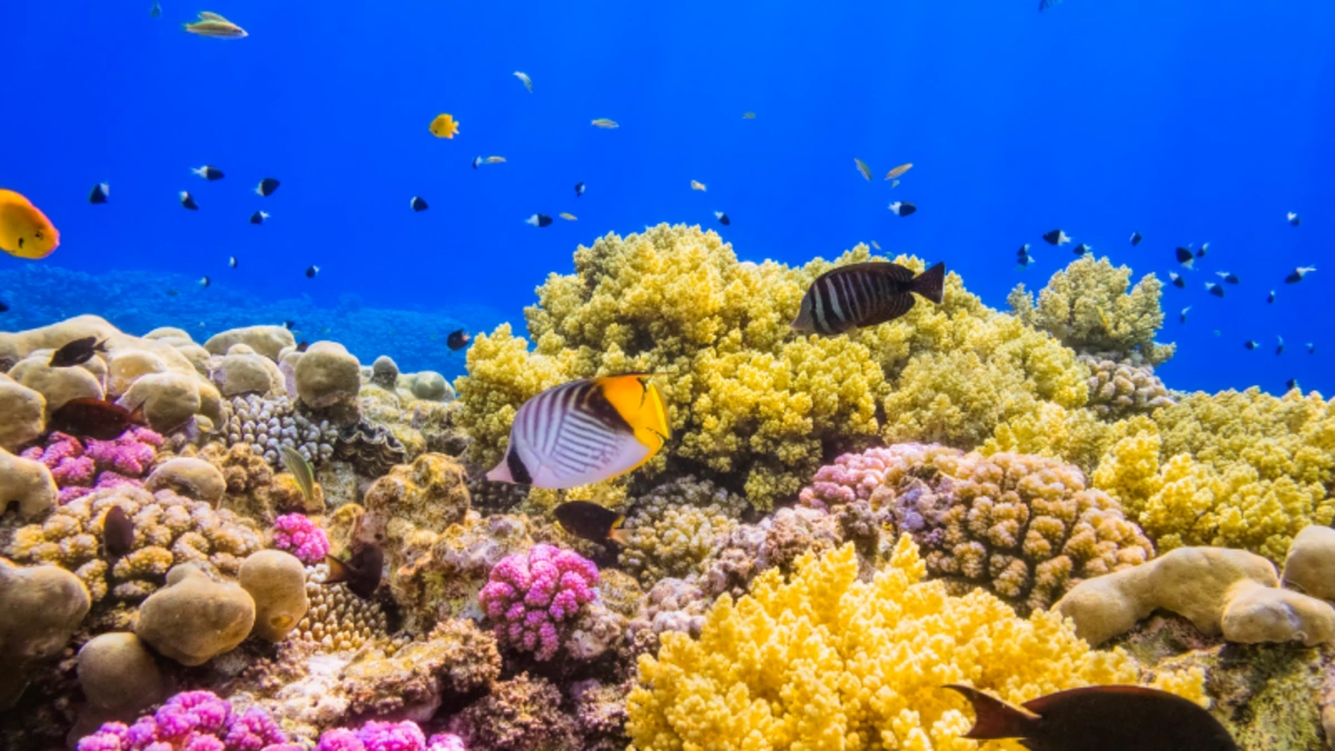 El Gouna oder Marsa Alam: Welches Reiseziel am Roten Meer passt besser zu dir?