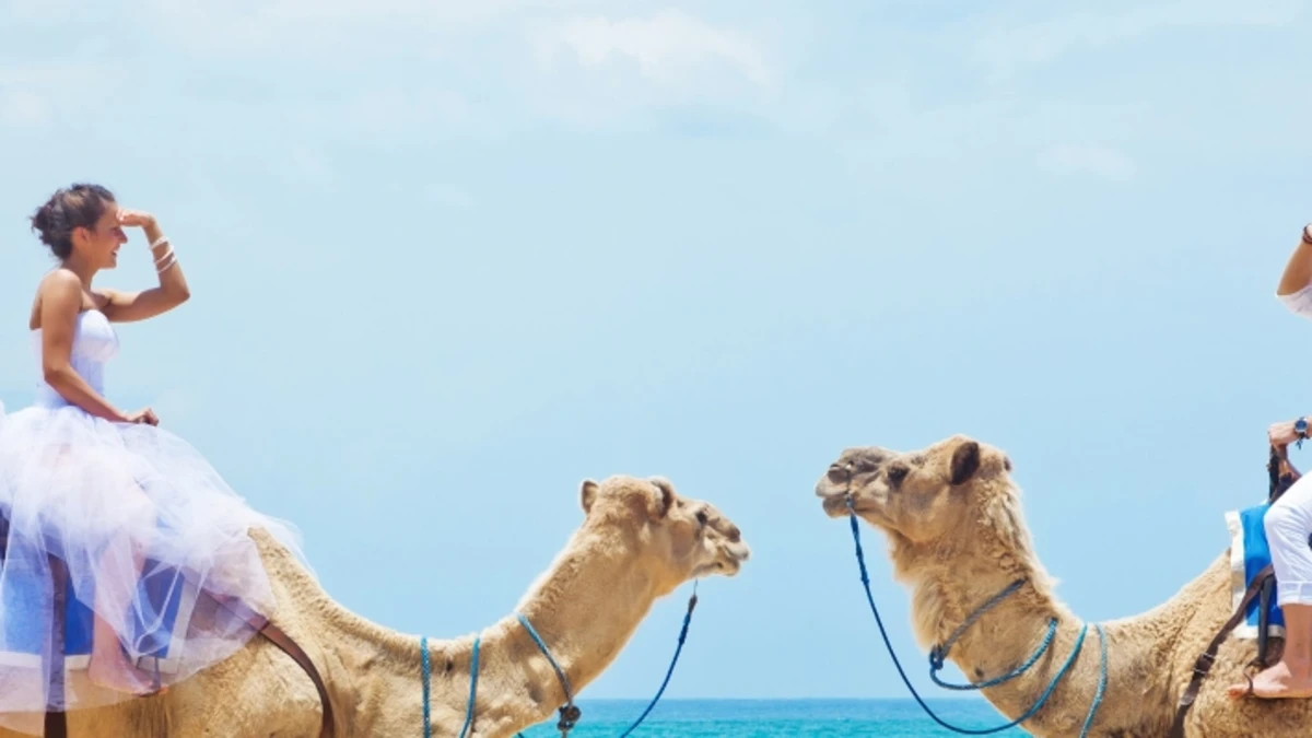 Brautpaar in Hochzeitskleidung auf zwei Kamelen an einem Strand am Roten Meer