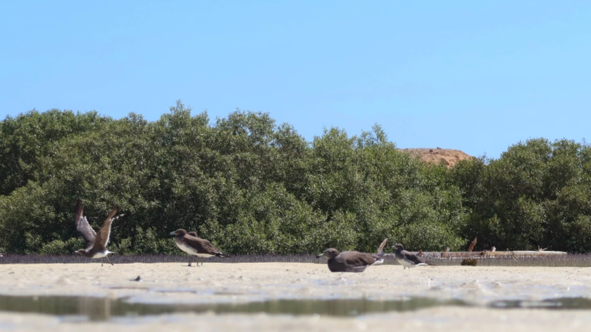 Wadi El Gemal: Ägyptens unberührtes Naturparadies mit atemberaubender Wüstenlandschaft