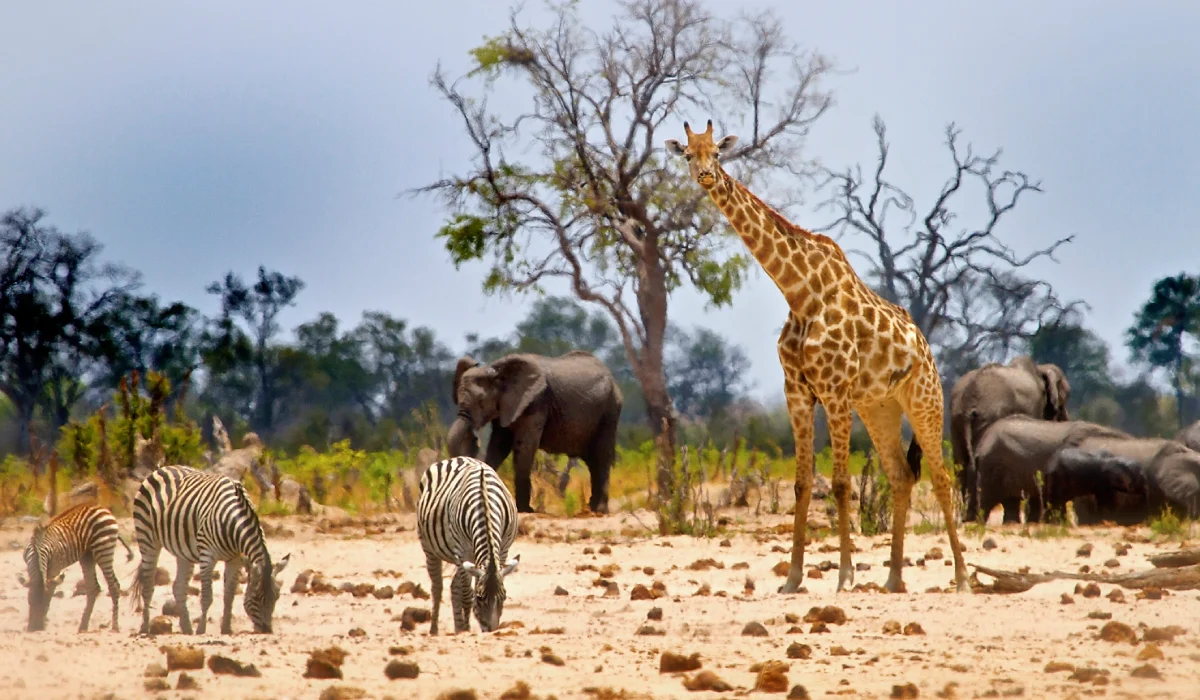Hwange National Park (Zimbabwe) - African Safari Hidden Gems