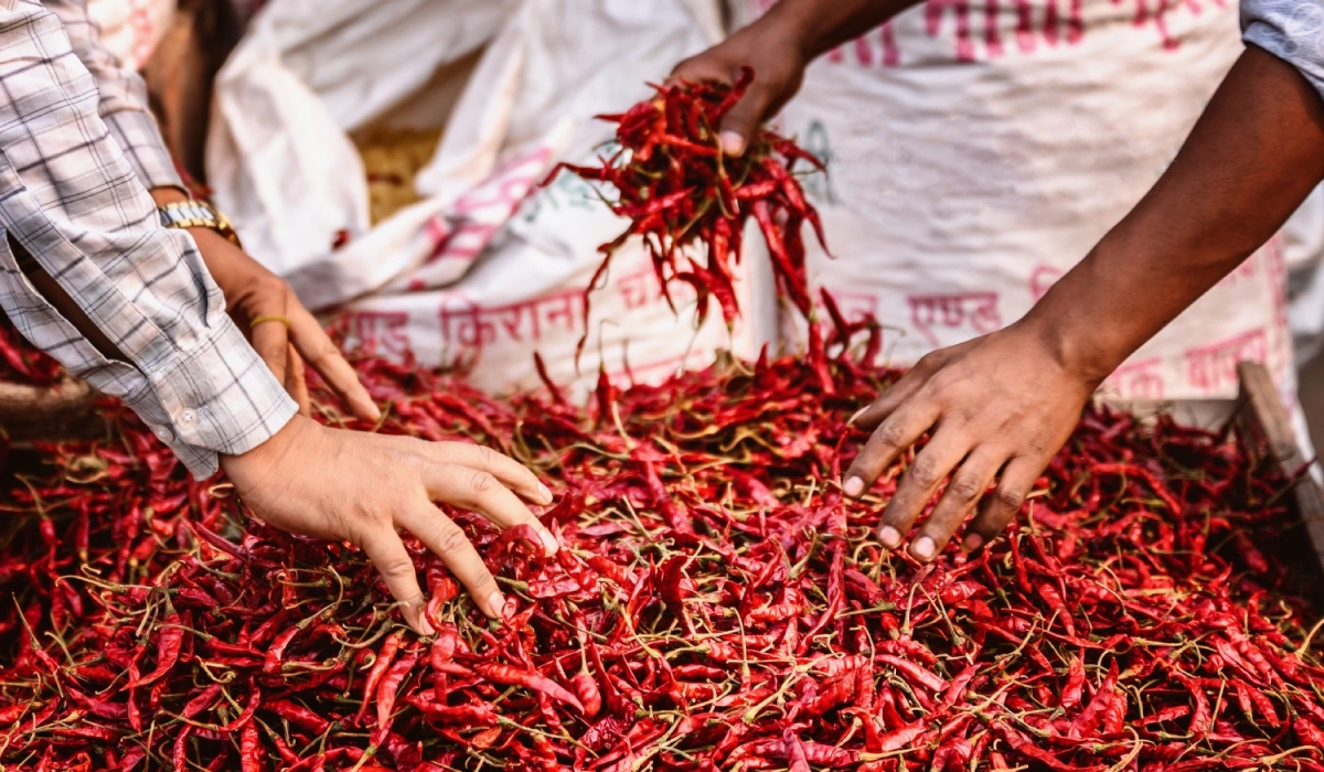 Chili Pepper Across the World