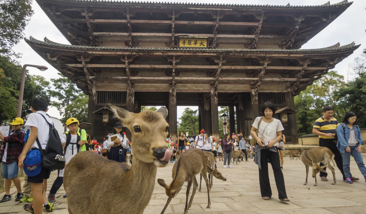 Deer outside Tōdai-ji Temple in Nara