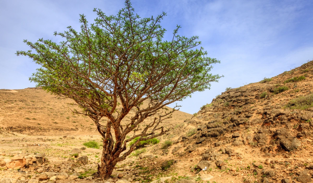 Frankincense tree