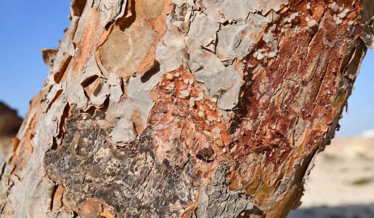 Boswellia, trunk of frankincense tree
