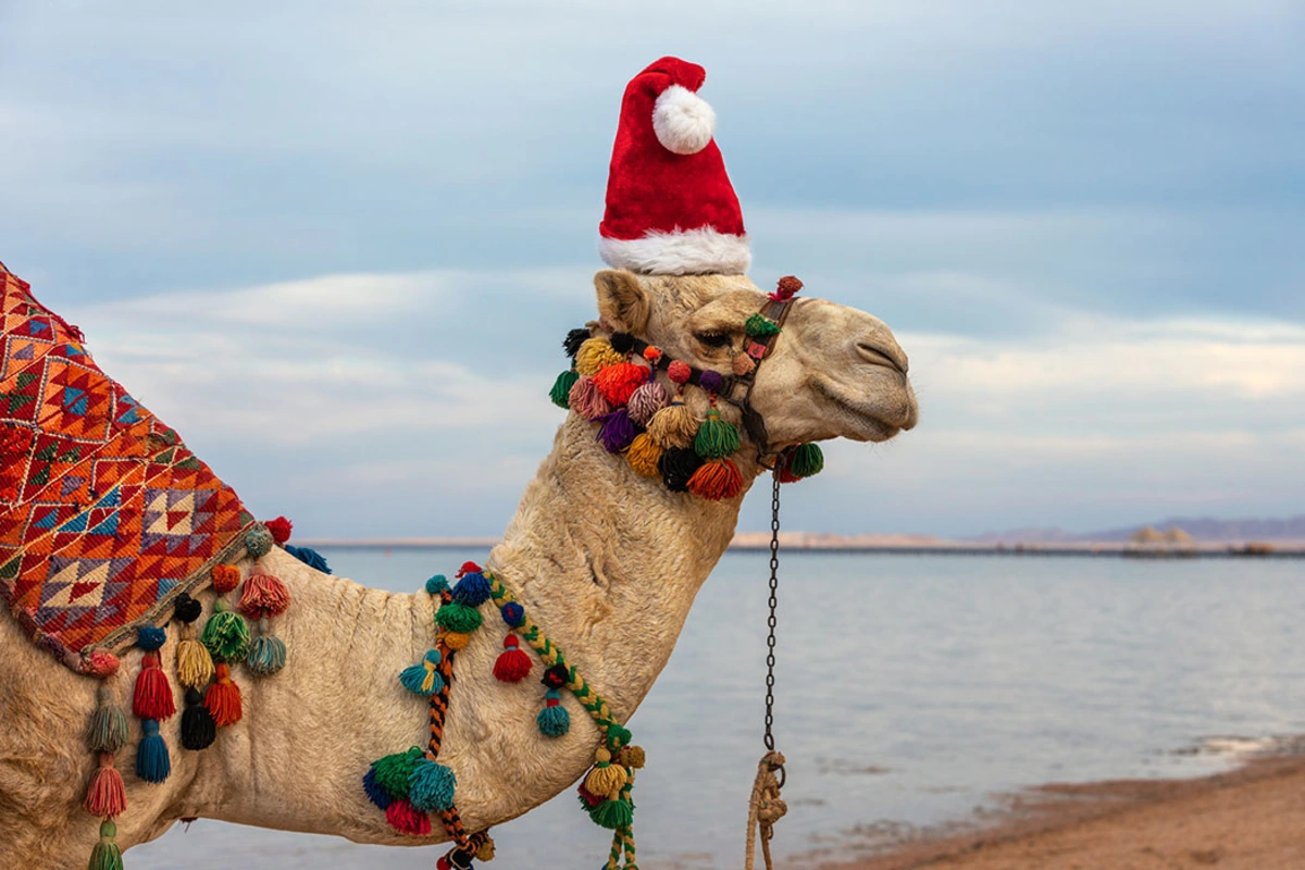 Weihnachtszauber im Land der Pharaonen