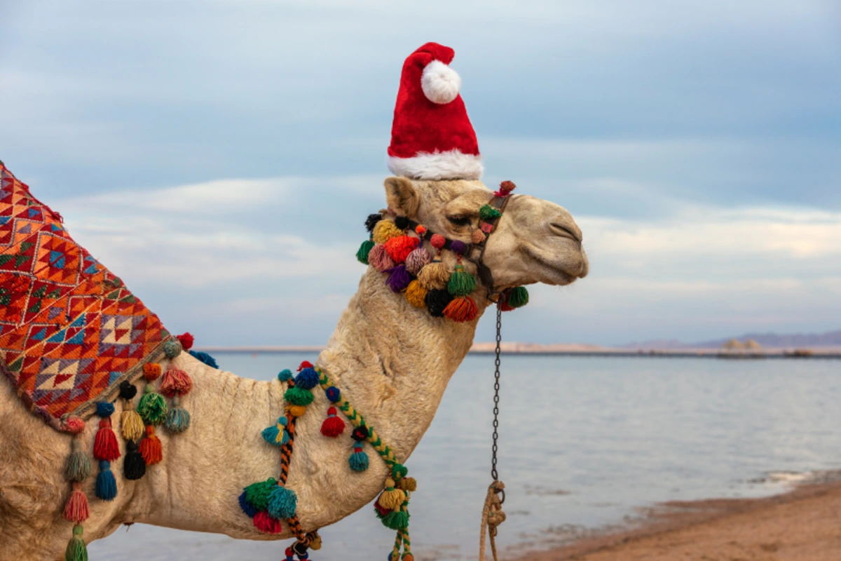 Geschmücktes Kamel mit Weihnachtsmütze am Roten Meer