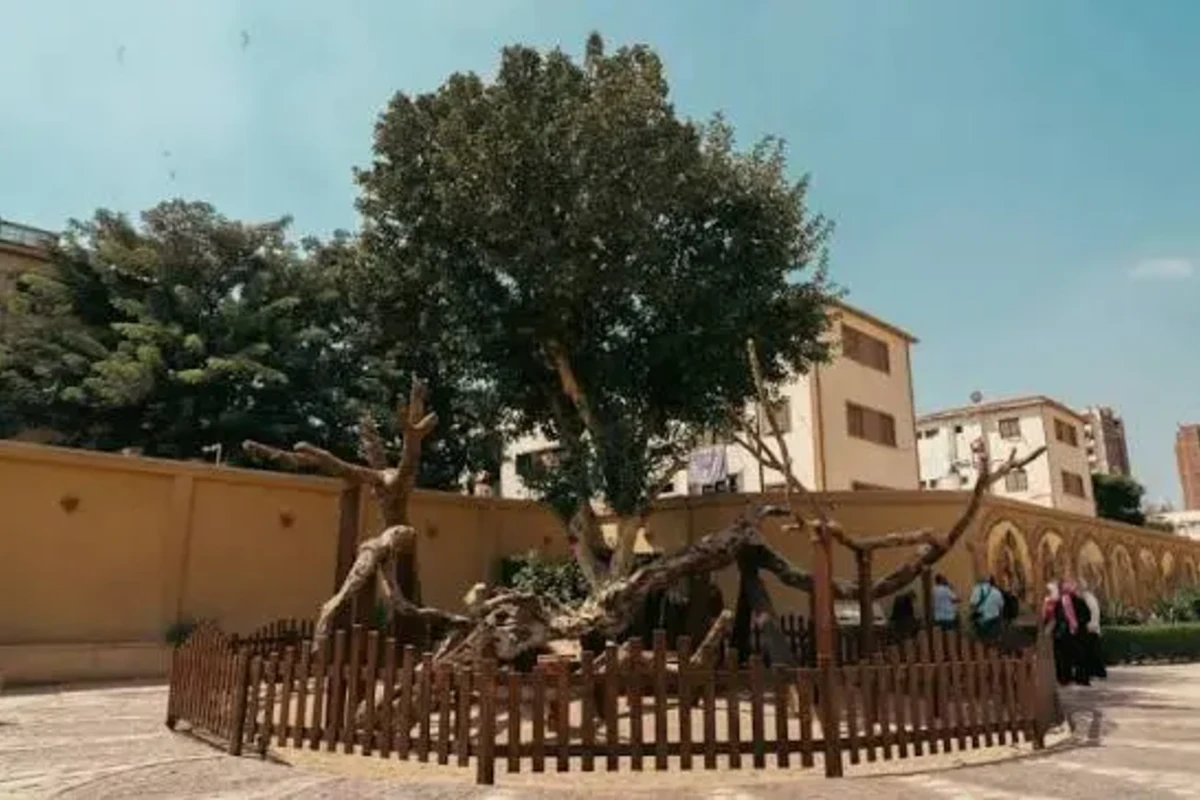 Mary's Tree at El Matariya, one of the Christian heritage stops included in the Cairo itinerary