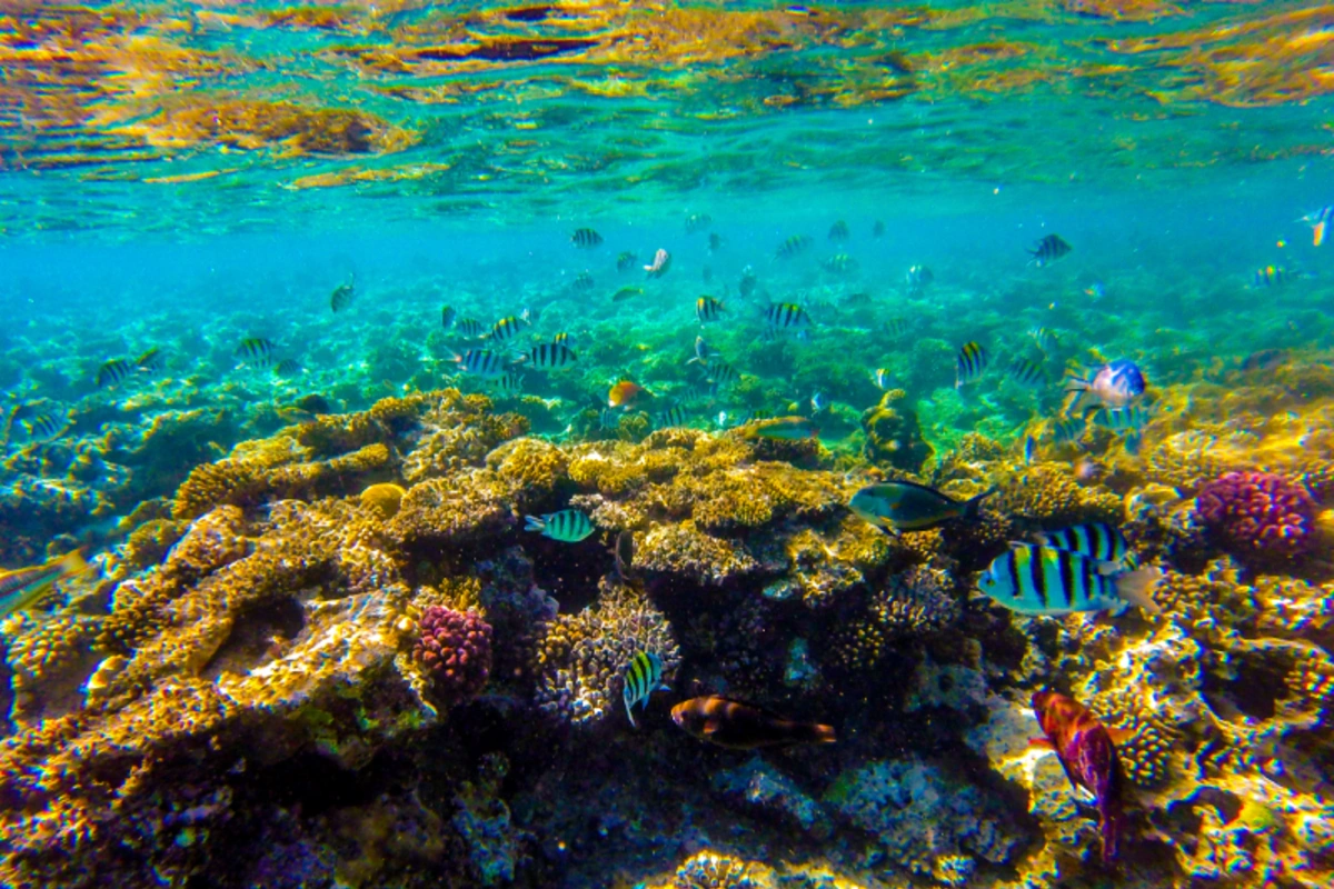 Sahl Hasheesh