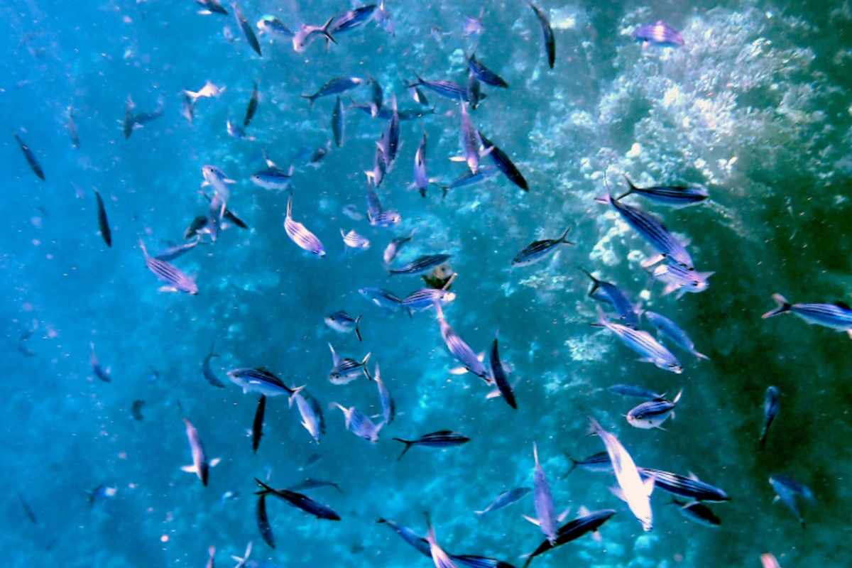Korallenriffe im Roten Meer
