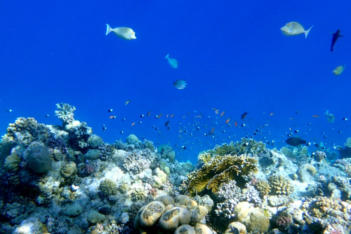 Korallenriffe von Roten Meer