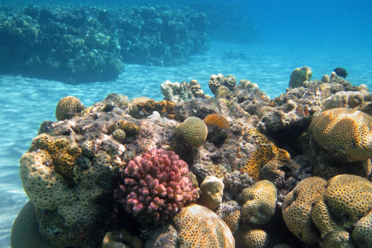 Korallenriffe im Roten Meer